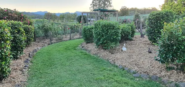 Wandering through the vegetable patch