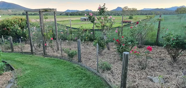 Paths between the garden beds