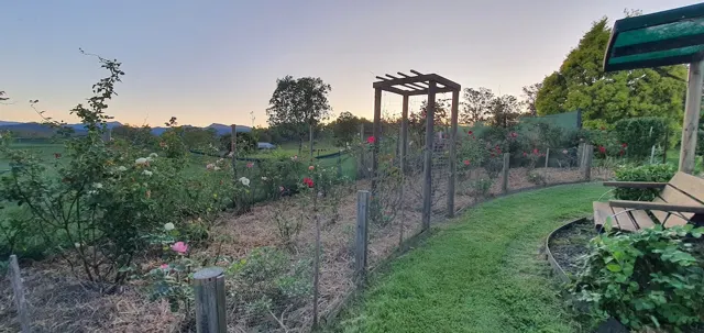Evening light in the vegetable garden