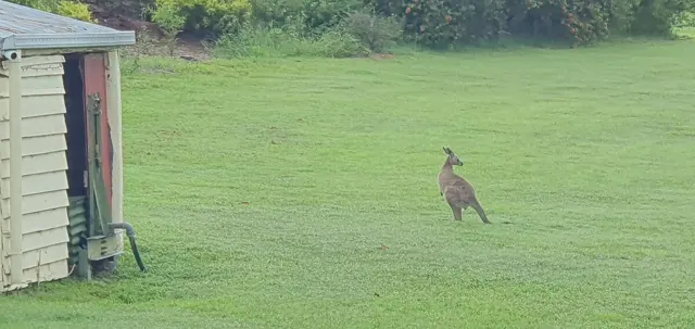 A kangaroo beside the shed