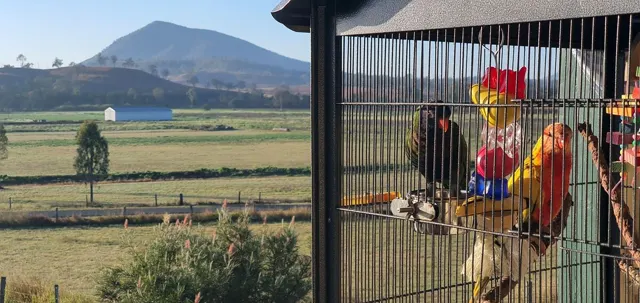 A colourful bird with a mountain backdrop