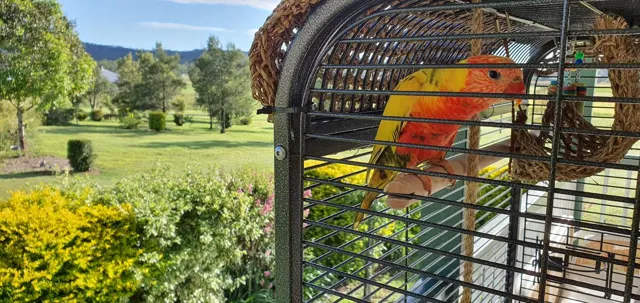 A feathered friend on the verandah
