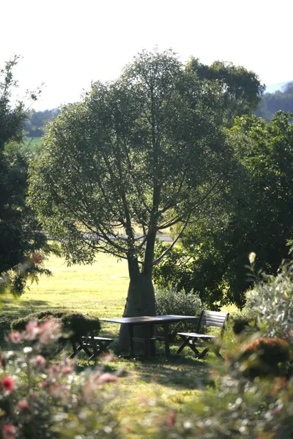 Sunlight through the trees