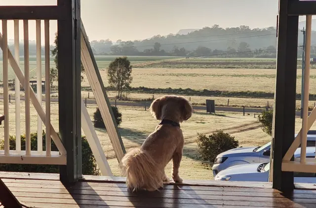 A four-legged friend on the verandah
