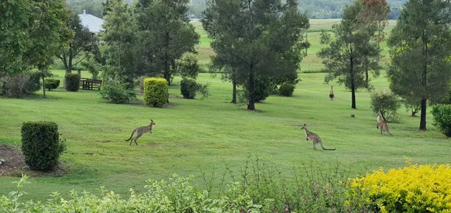 Kangaroos visiting the grounds