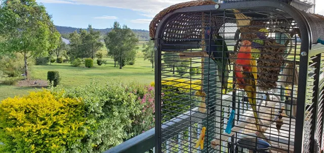A colourful bird enjoying the garden view