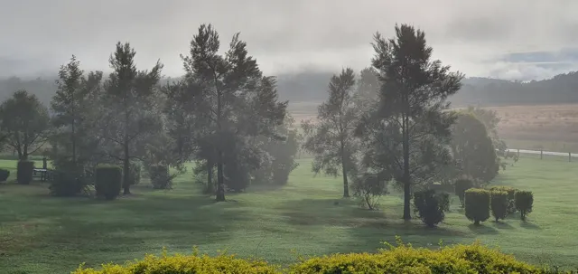 Mist drifting through the trees