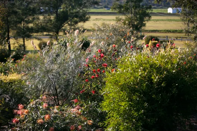 Flowers among the garden beds