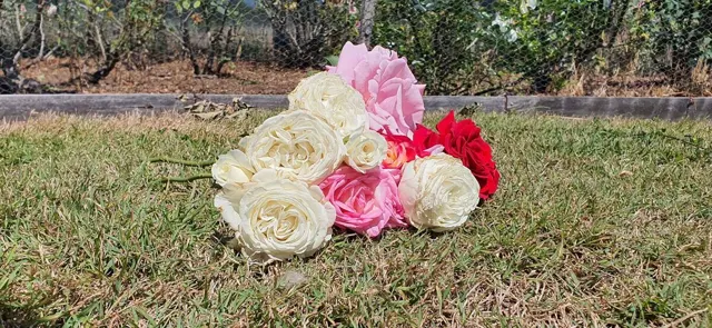 Roses from the garden