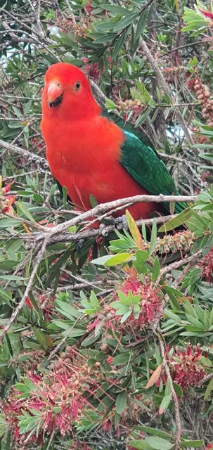A bright red garden visitor