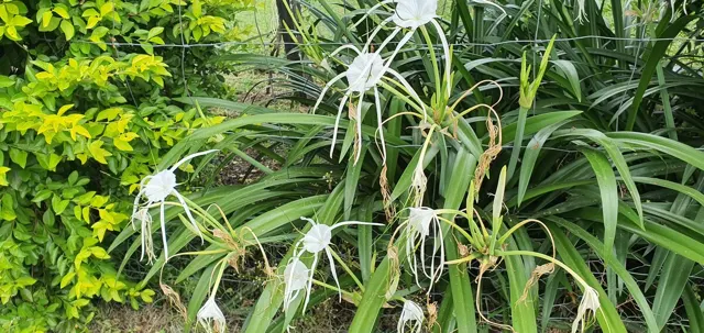 Flowers in the garden