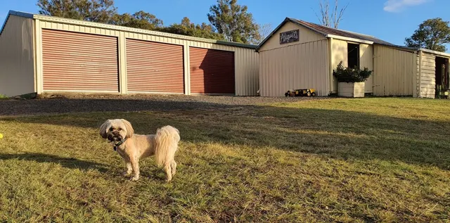 A four-legged friend exploring the lawns