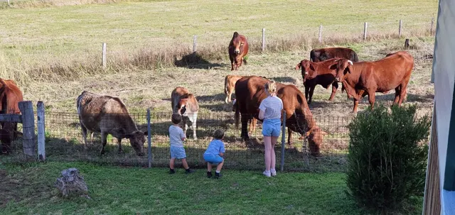 Meeting the neighbouring cows