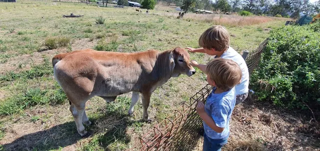 A friendly calf at the fence