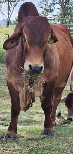 A curious country neighbour