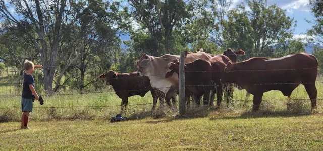 Saying hello to the cows
