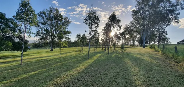 Long shadows across the grass