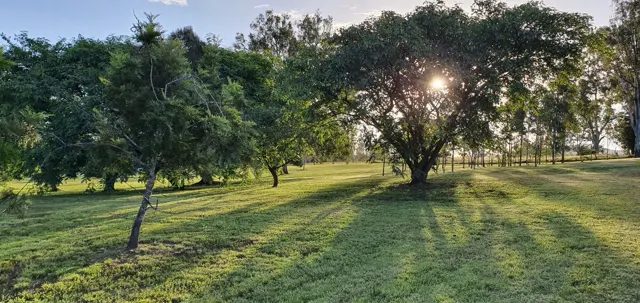 Afternoon light through the trees