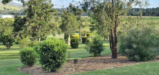 Leafy paths and garden beds