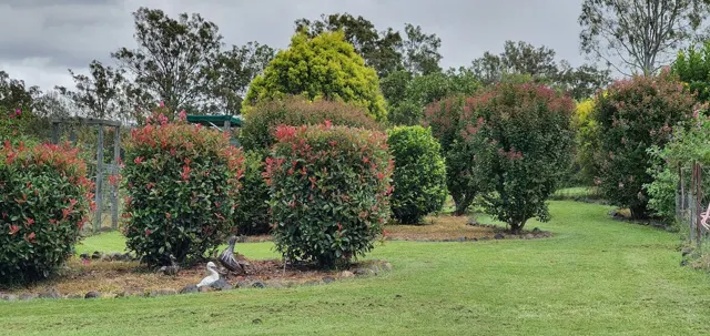 Hedges and garden paths