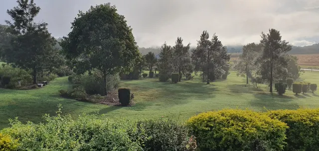 Mist among the trees
