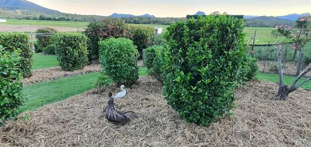 The garden paths