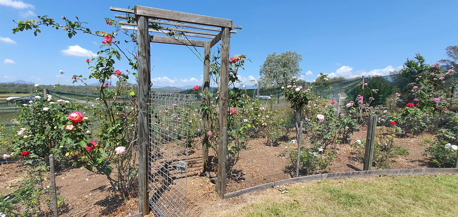 The arbour in the vegetable garden
