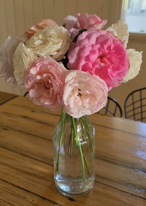 Garden roses on the table