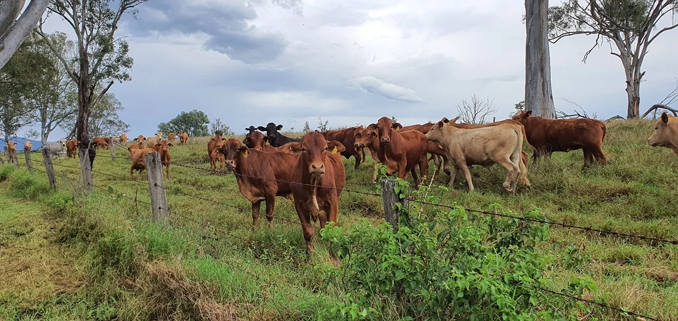 Cows in the neighbouring paddock
