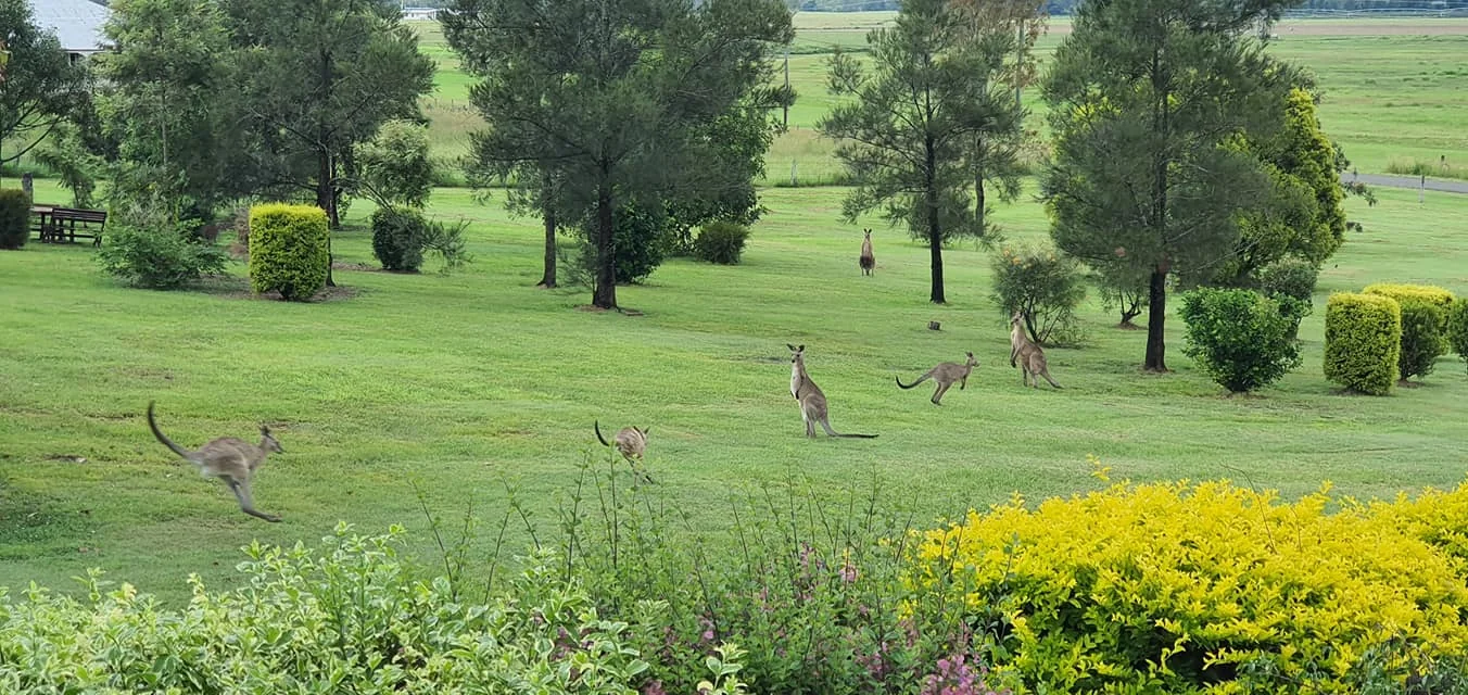 Kangaroos on the grassy grounds at Mountview
